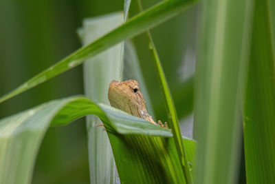 Close-up of frog on leaf