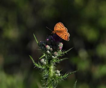 Close-up of butterfly pollinating on flower