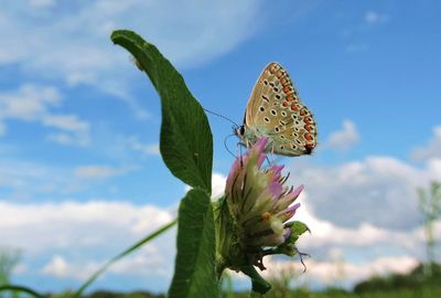 Close-up of butterfly on plant against sky