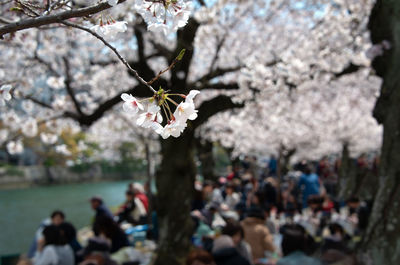 Close-up of cherry blossom