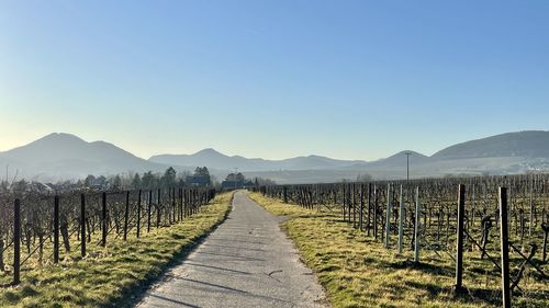 Scenic view of vineyard against clear blue sky