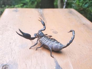 High angle view of insect on wood