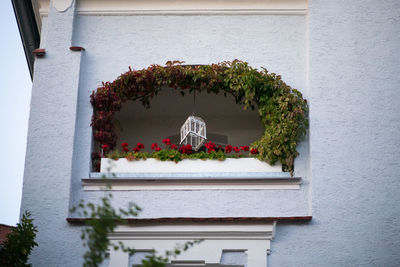 Potted plants against building wall