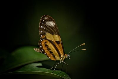 Close-up of butterfly on leaf