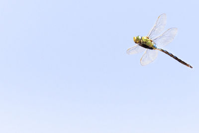 Close-up of insect on wall