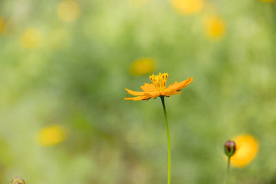 Close-up of yellow flower blooming outdoors