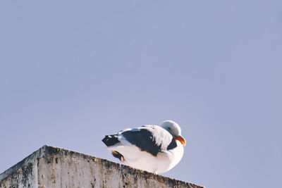 Low angle view of seagull on wall