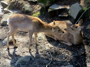 Close-up of deer