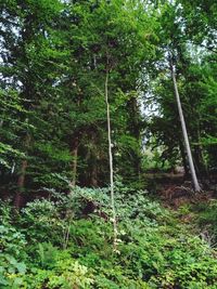 Trees in forest