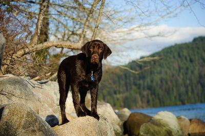 Close-up of dog on tree against sky