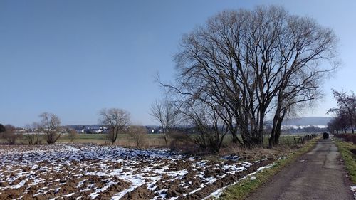 Bare trees on landscape against clear sky