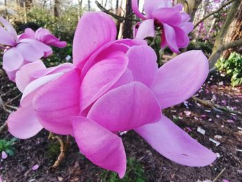 Close-up of pink rose flowers
