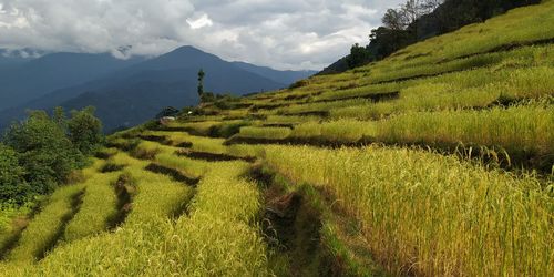 Scenic view of agricultural field against sky