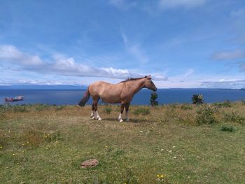 Horse standing on field against sky