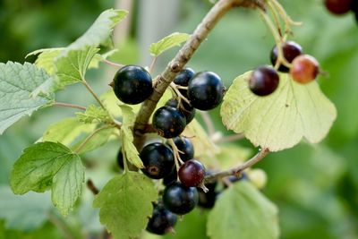 Close-up of berries growing on tree