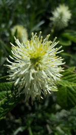 Close-up of flower