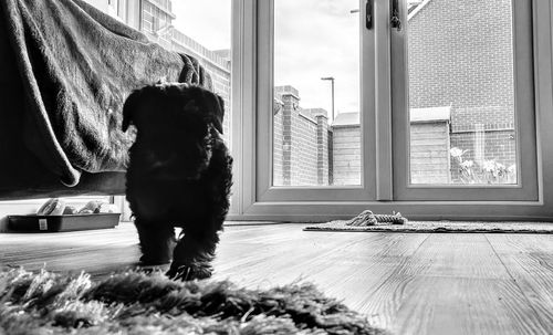 Dog looking through window at home