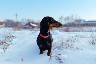 Dog standing on snow covered land