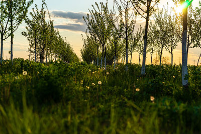 Plants growing on land against sky