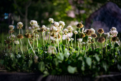 Close-up of plants