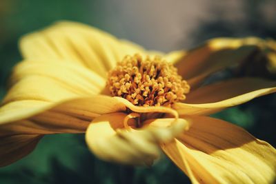 Close-up of yellow flowering plant