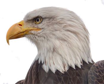 Close-up of eagle against clear sky