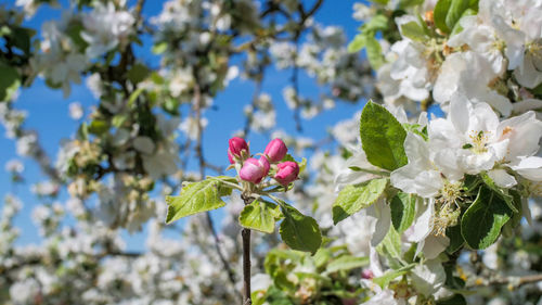 Low angle view of flowering plant