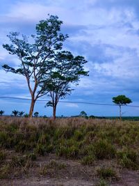 Tree on field against sky