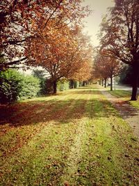 Footpath in park