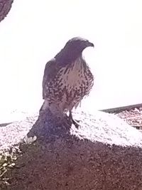 Rear view of a bird on beach