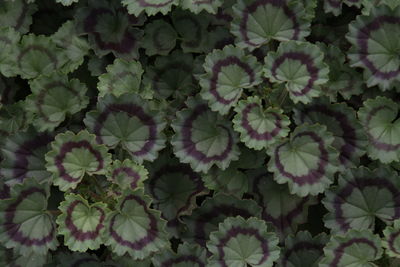 Full frame shot of plants