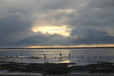 Seagulls on sea shore against sky during sunset