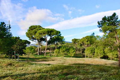 Trees on field against sky