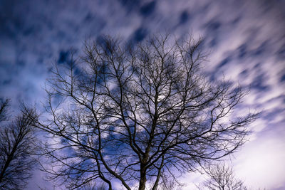 Silhouette bare tree against sky