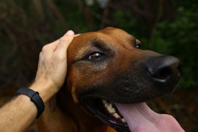 Close-up of hand with dog