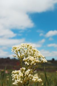 Close-up of flowering plant on field against sky