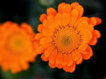 Close-up of orange flower