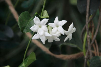Close-up of white flowering plants