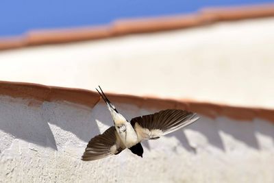 Low angle view of seagull flying