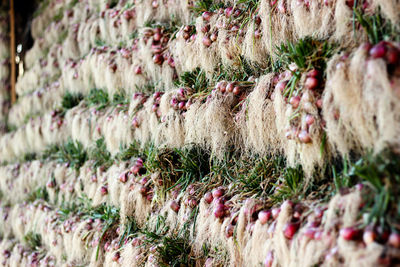 Onions growing in garden