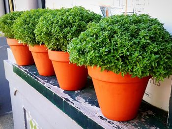 Close-up of potted plants