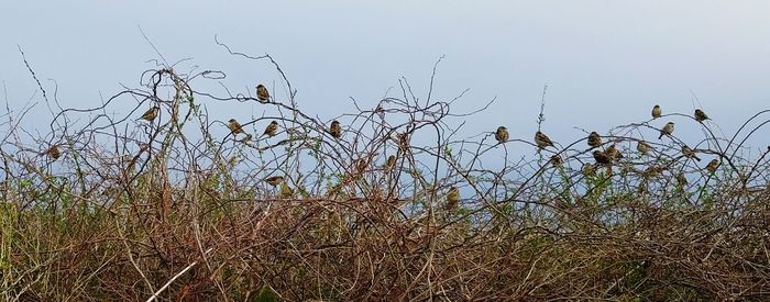 Low angle view of birds flying against sky