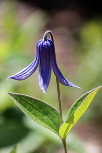 Close-up of purple flowering plant