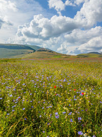 Plants growing on field