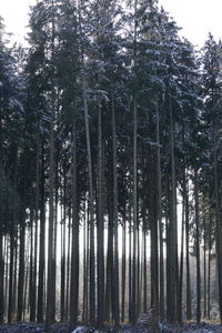 Trees in forest against sky