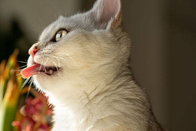 Close-up of a cat looking away