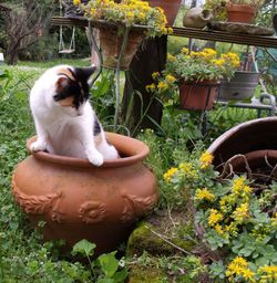 Cat sitting in yard