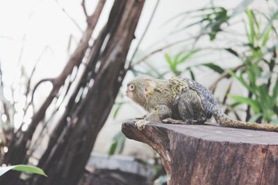 Close-up of a monkey on tree