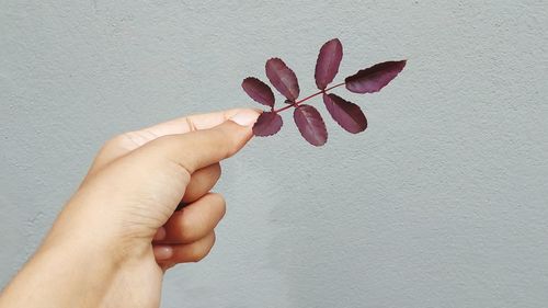 Close-up of hand holding leaf