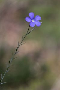 Close-up of purple flowering plant